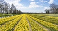 A panorama photo of endless rows of different types of yellow and white daffodils near Lisse, the Netherlands