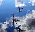 Seagull over a crystal clear lake