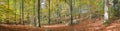 Panorama photo of the forest in autumn shades in the Eifel, Germany