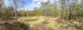 Panorama photo of an open place with many birch trees in the Hyacinth forest in spring colors in the park Ockenburg, the Hague, Ne