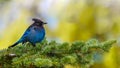 16/9 Panorama photo of a Steller`s jay Cyanocitta stelleri perching on fir bough in Ernest Calloway Manning park, British Royalty Free Stock Photo