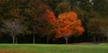 Panorama photo of trees in Autumn
