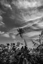 Black White Photos of Wonderful panorama Indonesia Royalty Free Stock Photo