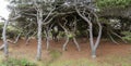 Panorama of the picnic area at the Carl G Washburne Memorial State Park on the Pacific Coast in Oregon, USA Royalty Free Stock Photo