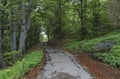 Panorama of picturesque forest