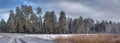 Panorama of pine forest