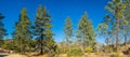 Panorama of Pine Trees