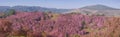 Panorama pink cherry blossom at Phu Lom Lo