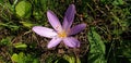 Panorama of a pink colchicum or crocus flower Royalty Free Stock Photo