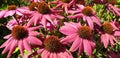 Panorama of pink echinacea flowers Royalty Free Stock Photo