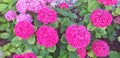 Panorama of the pink flower hydrangea macrophylla or hydrangea ardorescens Royalty Free Stock Photo