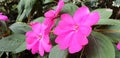 Pink flower Impatiens walleriana or Impatiens balsamina