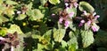 Pink flowers of Lamium nigrigenis or Lamium purpureum