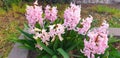 Pink hyacinthus orientalis flowers blooming in a flower bed Royalty Free Stock Photo