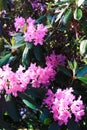 Panorama with pink rodendrons hiding in the shade of trees Royalty Free Stock Photo