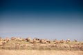 Panorama of the plains of vojvodina in deliblatska pescara, the deliblato sandlands, with dry winter grass with a flock and herd