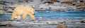 Panorama of polar bear crossing snowy tundra Royalty Free Stock Photo