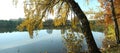 Panorama of the pond with reflection of autumn birches