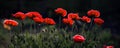 Panorama of poppies.Poppy lawn. Royalty Free Stock Photo