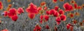 Panorama of poppies and wild flowers, selective color, red and b