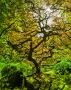 Panorama of Portland Japanese Maple Tree in Oregon Royalty Free Stock Photo