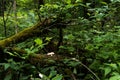Panorama, primeval forest, rain, rain forest, rainforest, scenery, scenic, Royalty Free Stock Photo