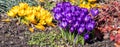 Panorama Primrose in the garden bed Royalty Free Stock Photo