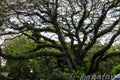 Panorama of the protected forest of De Djawatan Benculuk Banyuwangi, Indonesia