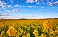 Panorama rape field with clouds in the blue sky and trees on the horizon Royalty Free Stock Photo