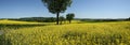 Panorama Rapeseed Royalty Free Stock Photo