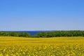 Panorama of rapeseed field with a view of the Baltic Sea with trees and sailboats