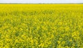Panorama of rapeseed fields in the countryside Royalty Free Stock Photo
