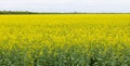 Panorama of rapeseed fields in the countryside Royalty Free Stock Photo