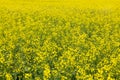 Panorama of rapeseed fields in the countryside Royalty Free Stock Photo