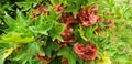 Panorama of red Aser seeds growing on a tree Royalty Free Stock Photo