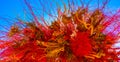 Panorama of Red Dried Flower Texture Garden Abstract