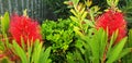 Panorama of red flower Callistemon or Bottlebrush