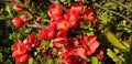 Panorama of red flowers chaenomeles speciosa or chaenomeles japonica