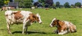 Panorama of red Holstein cows in the dutch landscape near Ootmarsum in Twente Royalty Free Stock Photo