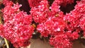 Panorama of red kalanchoe blossfeldiana flowers