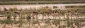 Panorama of red lechwe herd in wetlands