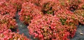 Panorama of red nandina domestica bushes Royalty Free Stock Photo
