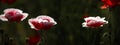 Panorama with red, pink poppies, selective color. Royalty Free Stock Photo