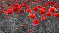 Panorama with red poppies Royalty Free Stock Photo