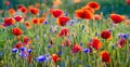 Panorama of red poppies Royalty Free Stock Photo