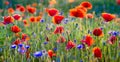 Panorama of red poppies