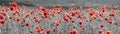 Panorama with red poppies,selective color, only red and black