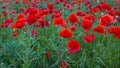 Panorama with red poppies Royalty Free Stock Photo