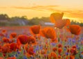 Panorama with red poppies Royalty Free Stock Photo