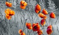 Panorama of red poppies,sunset over the May meadow